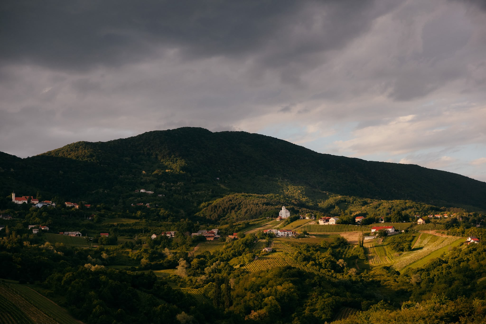 Plešivica vinogradi